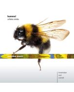 Hummel: Schöne Minka