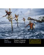 Bach: Easter Oratorio; Actus tragicus